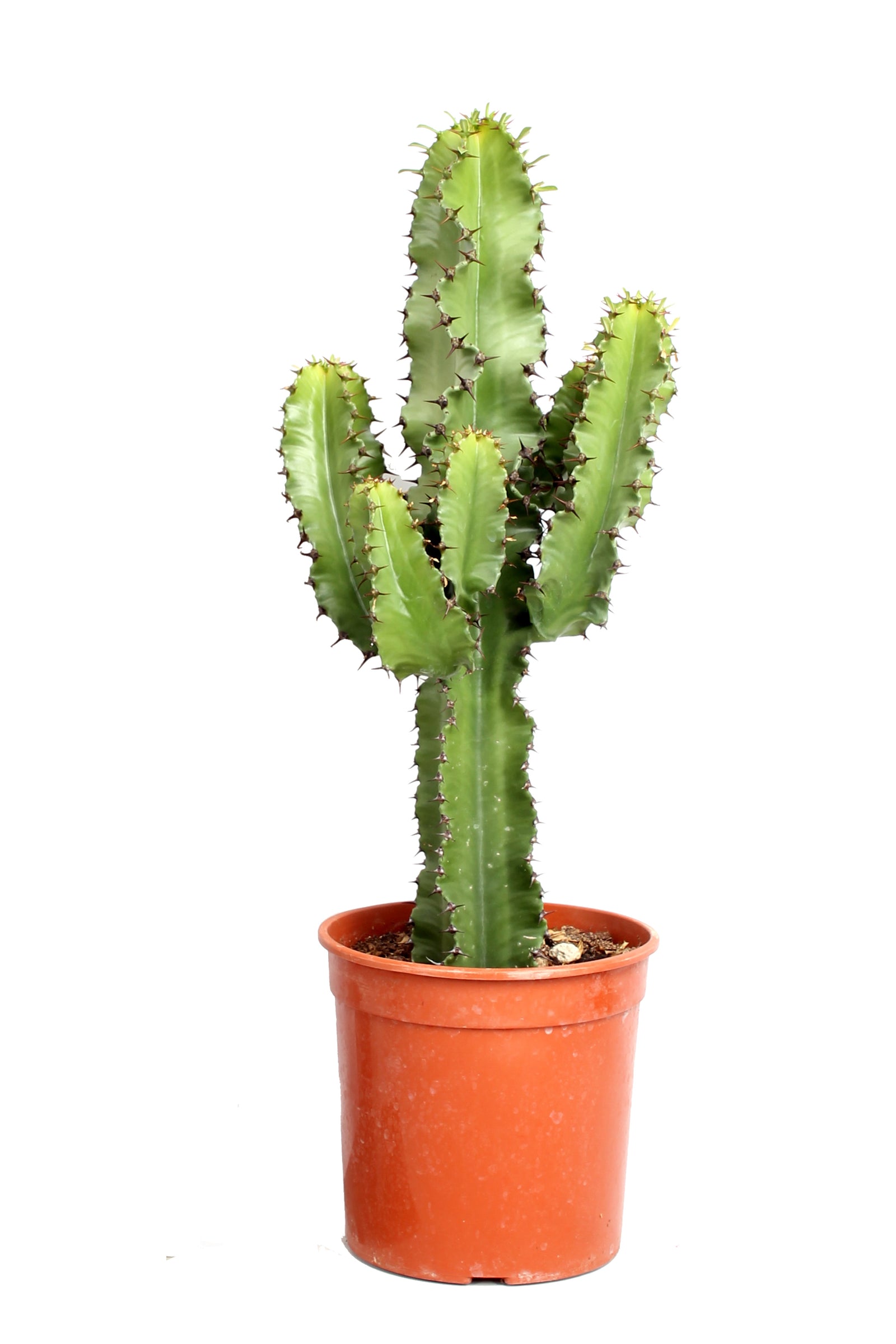 Euphorbia cactus (Erytrea)