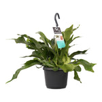 Platycerium bifurcatum 'Netherlands'