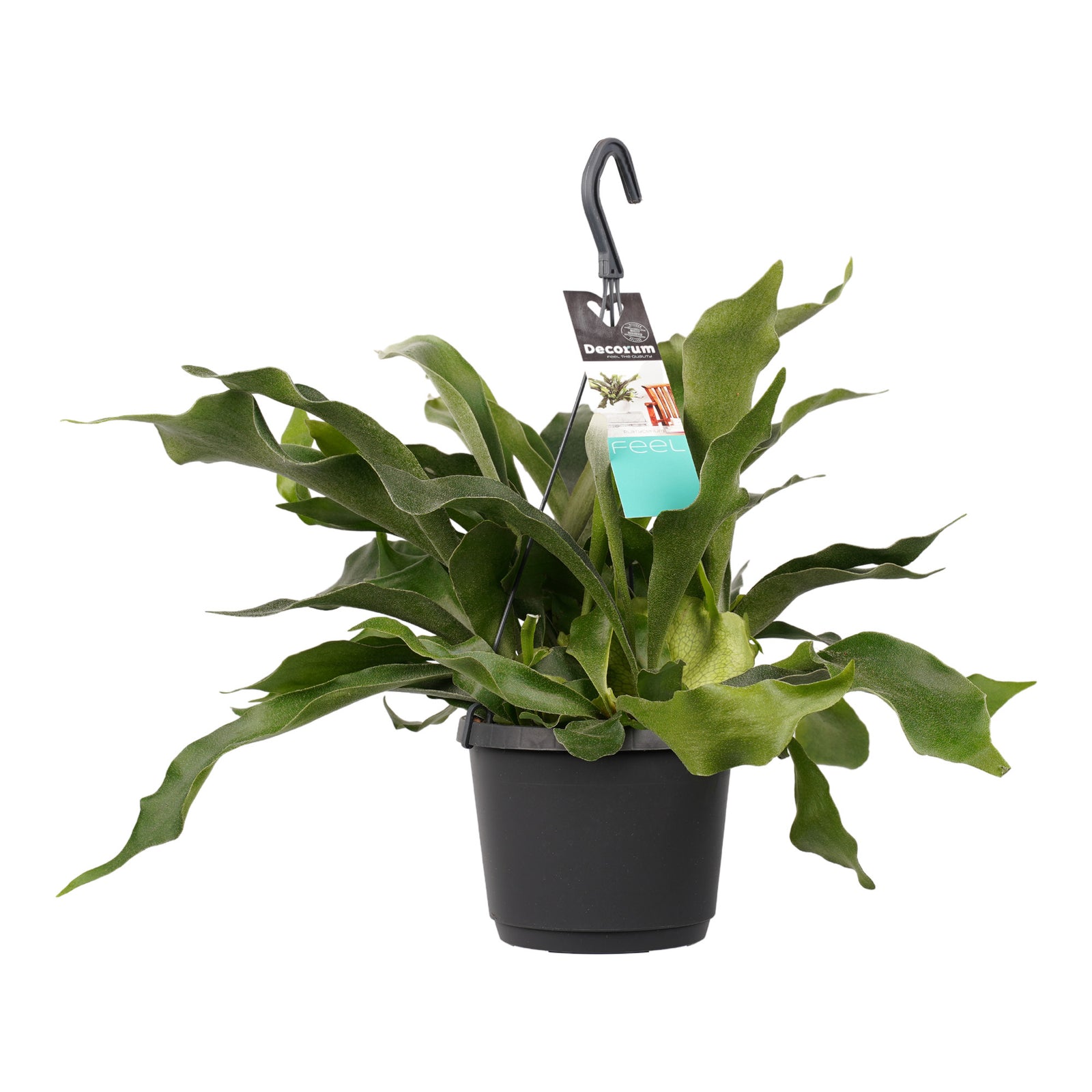 Platycerium bifurcatum 'Netherlands'