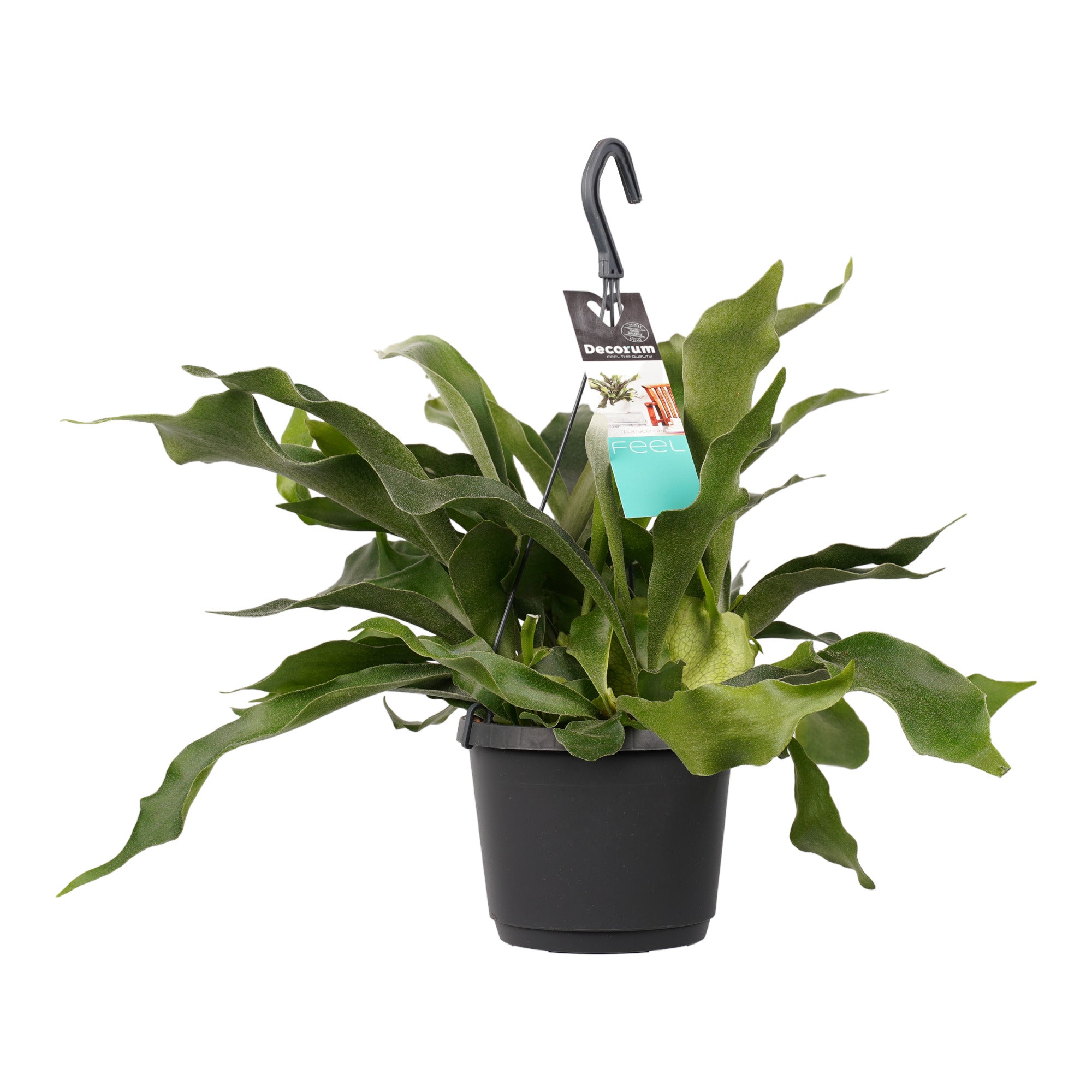 Platycerium bifurcatum 'Netherlands'