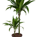 Dracaena fragrans Janet Craig