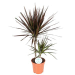 Dracaena marginata Magenta