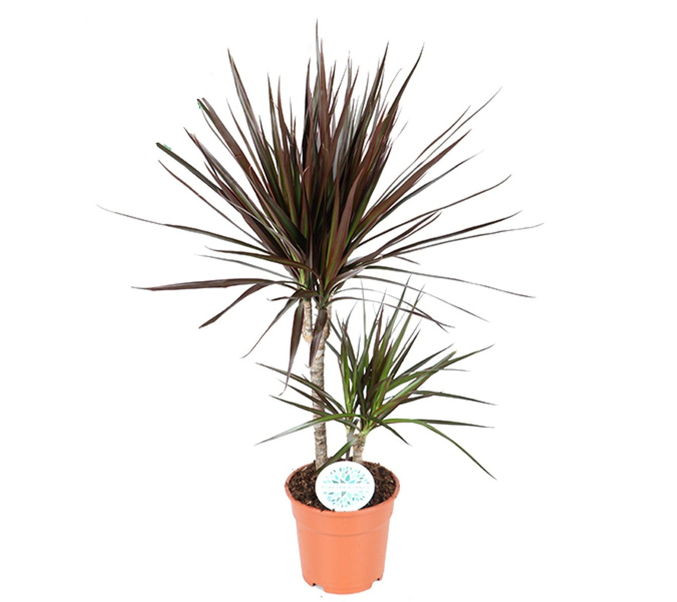 Dracaena marginata Magenta