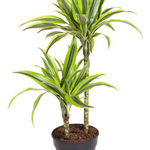 Dracaena Lemon Lime