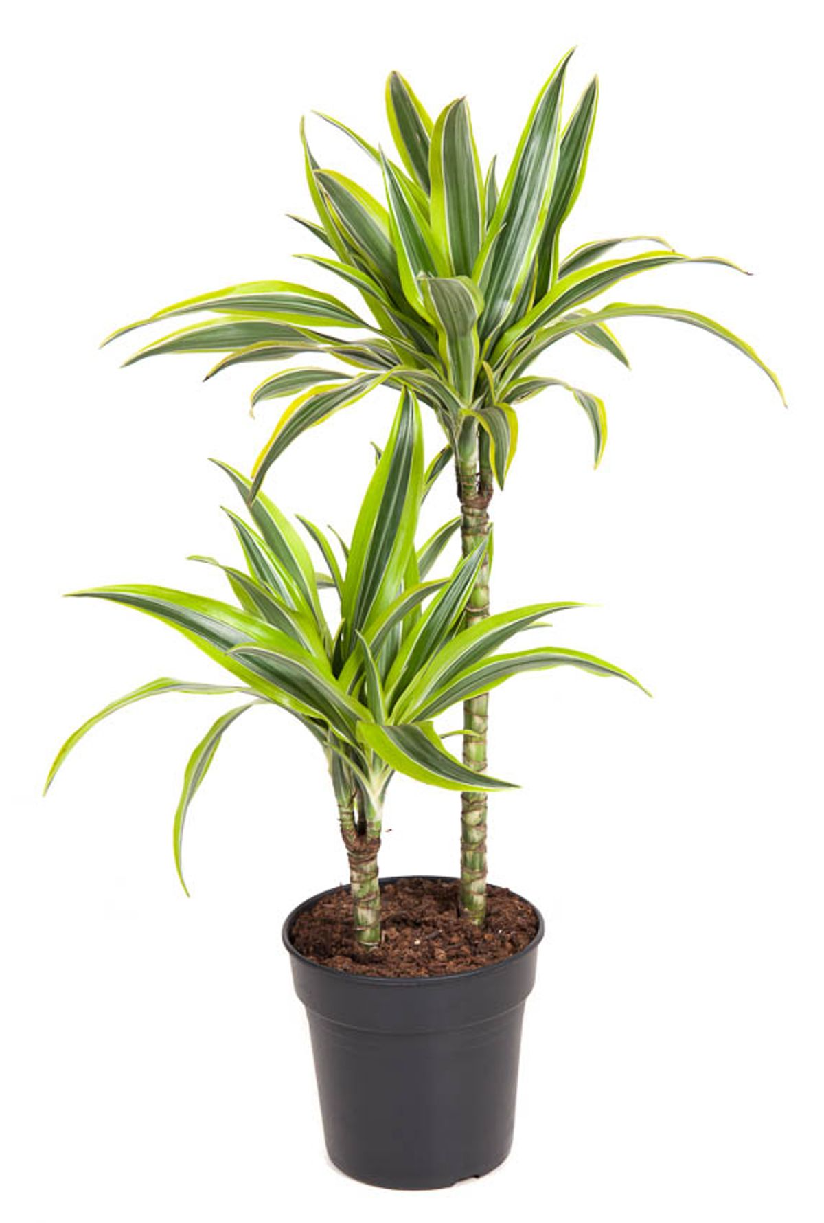 Dracaena Lemon Lime