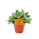 Senecio Cephalophorus