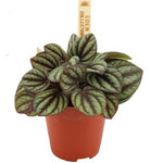Peperomia albovittata 'Piccolo Banda'