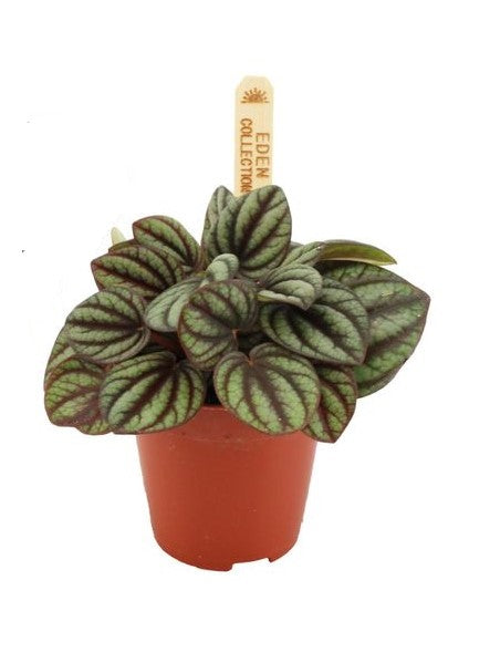 Peperomia albovittata 'Piccolo Banda'