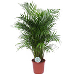 Dypsis lutescens (Areca)