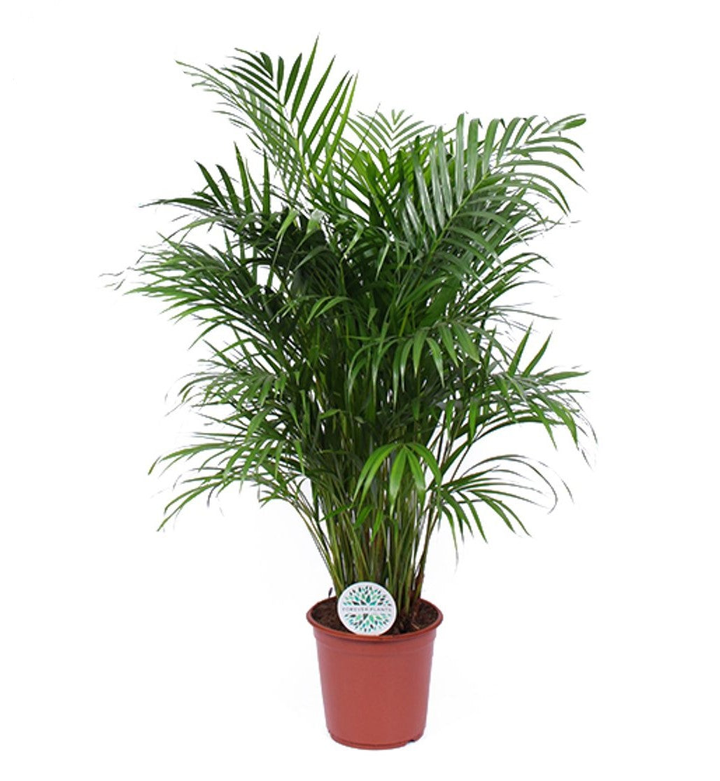 Dypsis lutescens (Areca)