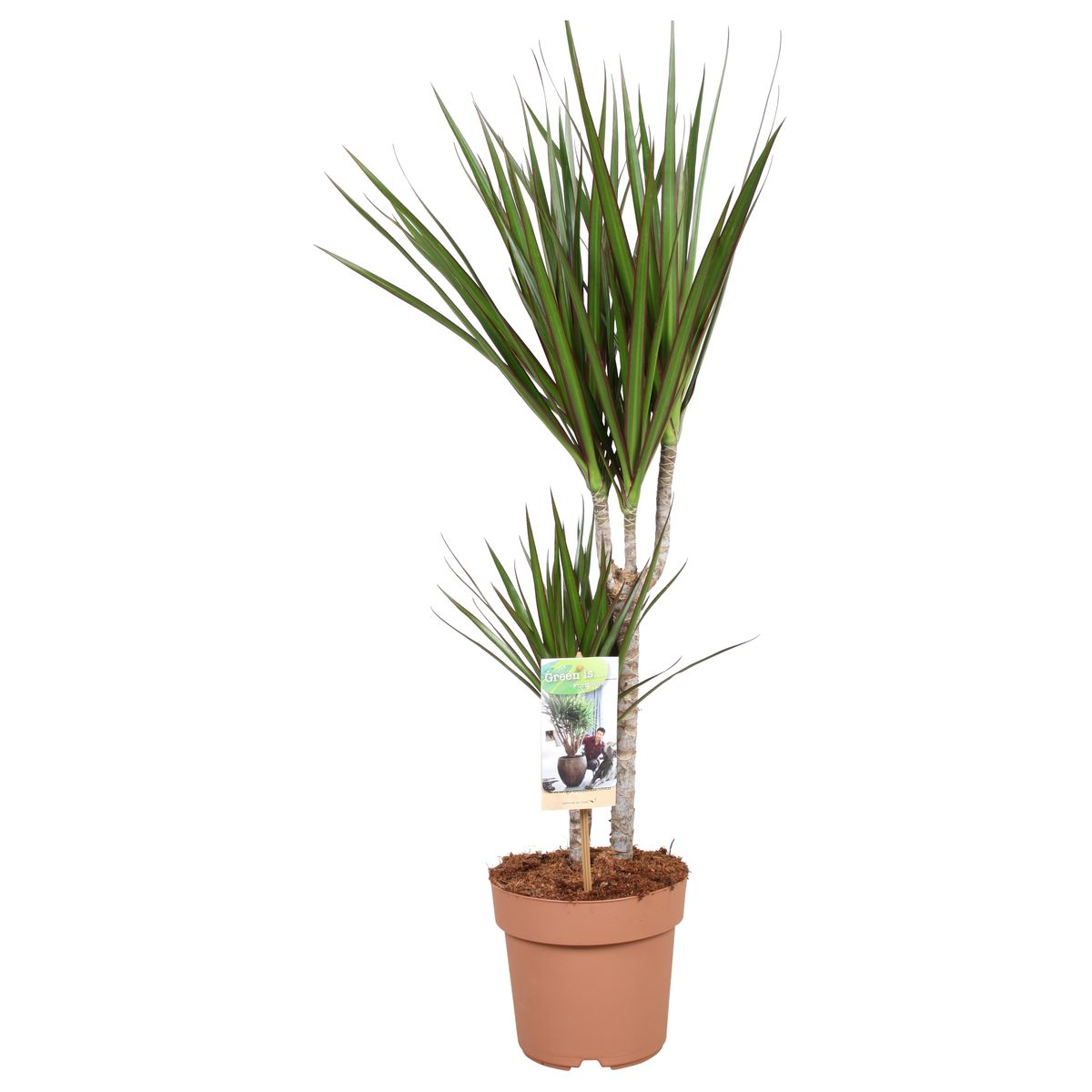 Dracaena Marginata