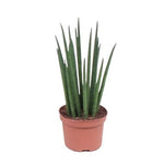 Sanseveria Fernwood Mikado