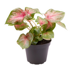 Caladium Casey
