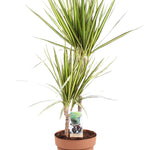 Dracaena marginata 'Sunray'