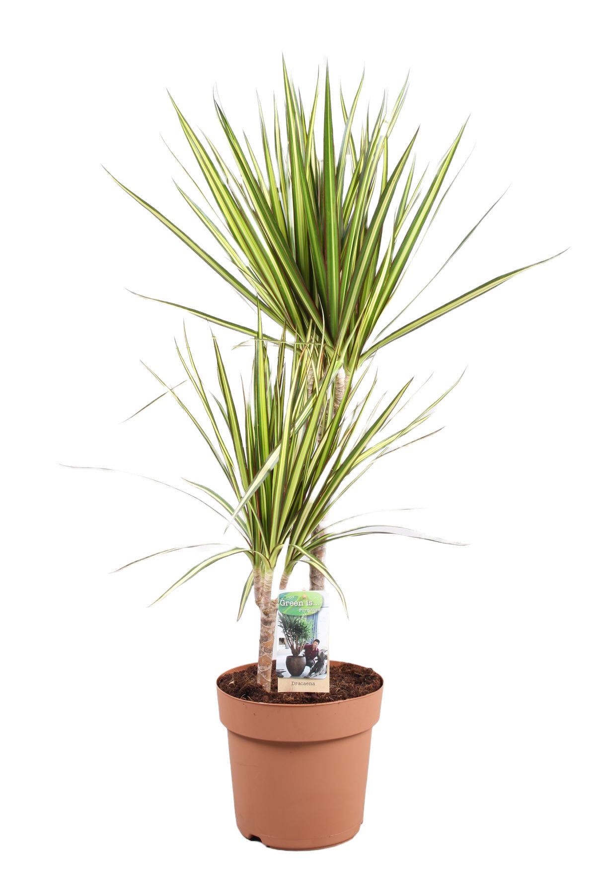 Dracaena marginata 'Sunray'