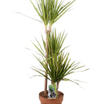 Dracaena marginata 'Sunray'