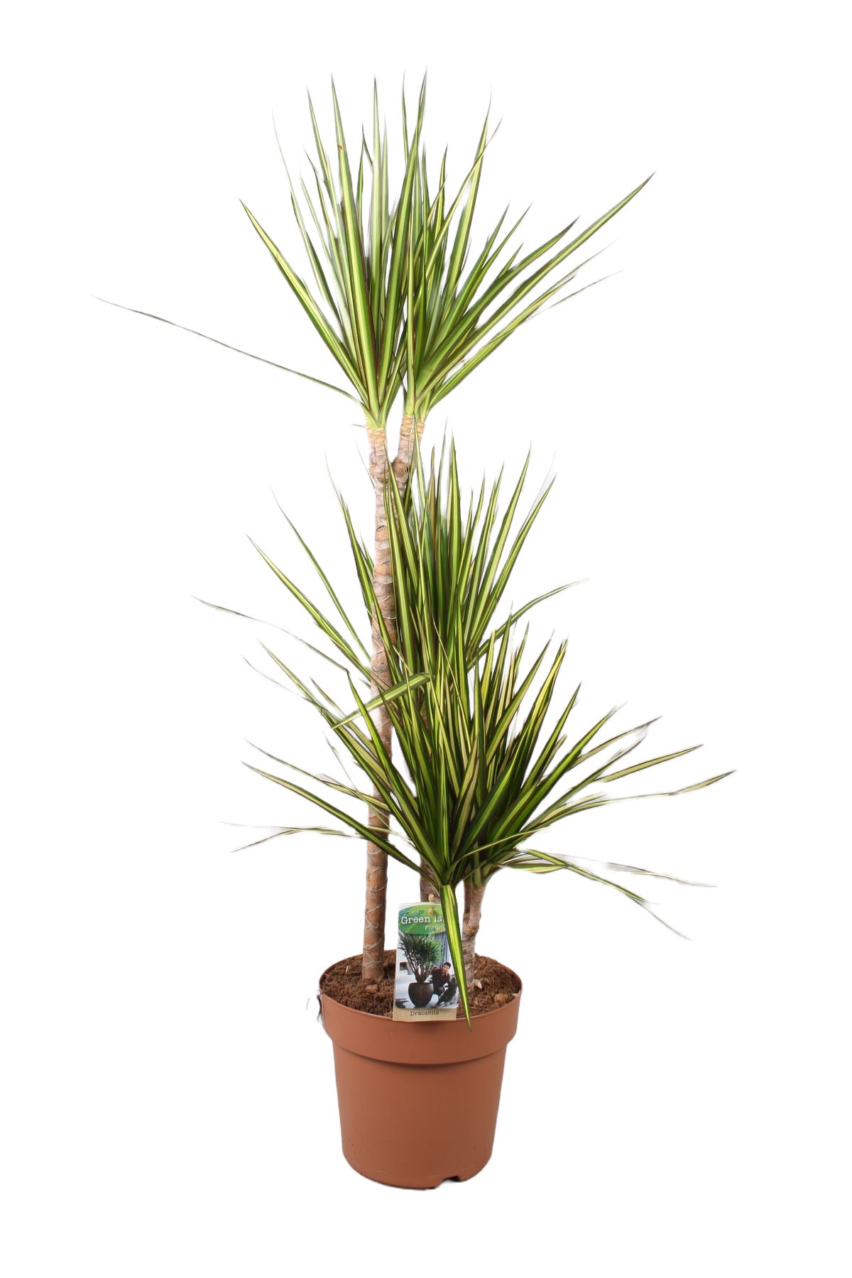 Dracaena marginata 'Sunray'