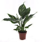 Spathiphyllum Diamond