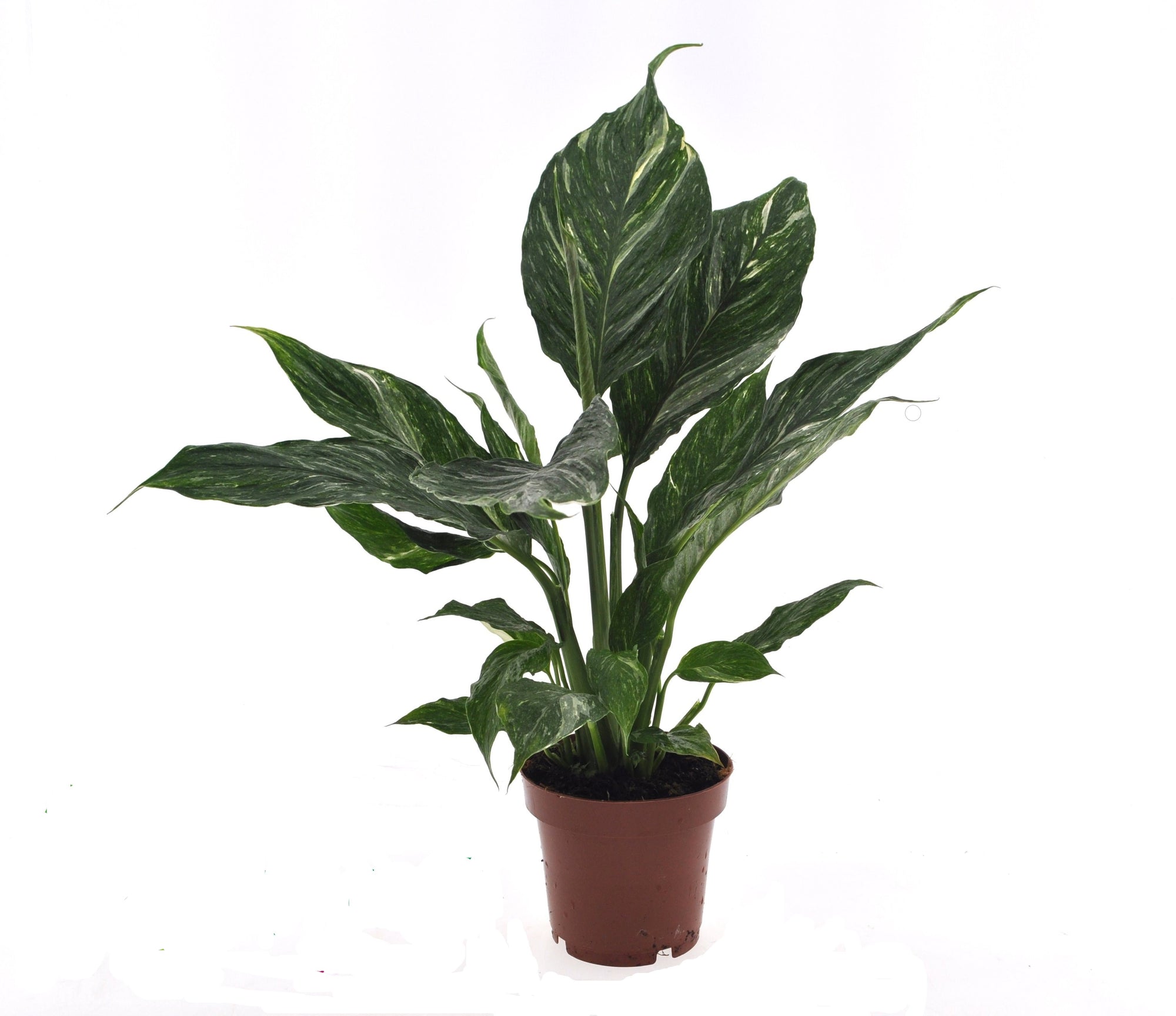 Spathiphyllum Diamond