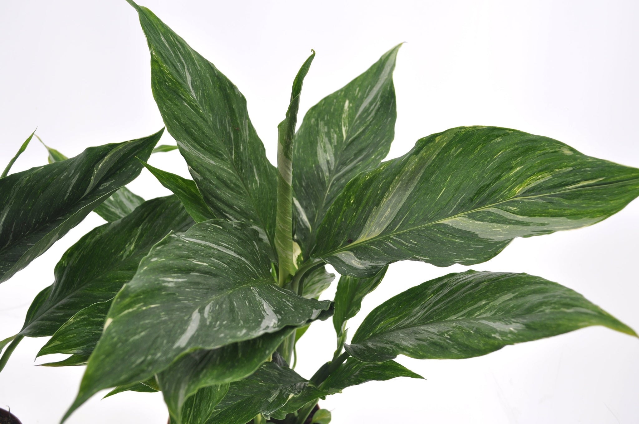 Spathiphyllum Diamond
