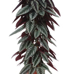 Cissus discolor (piramide)