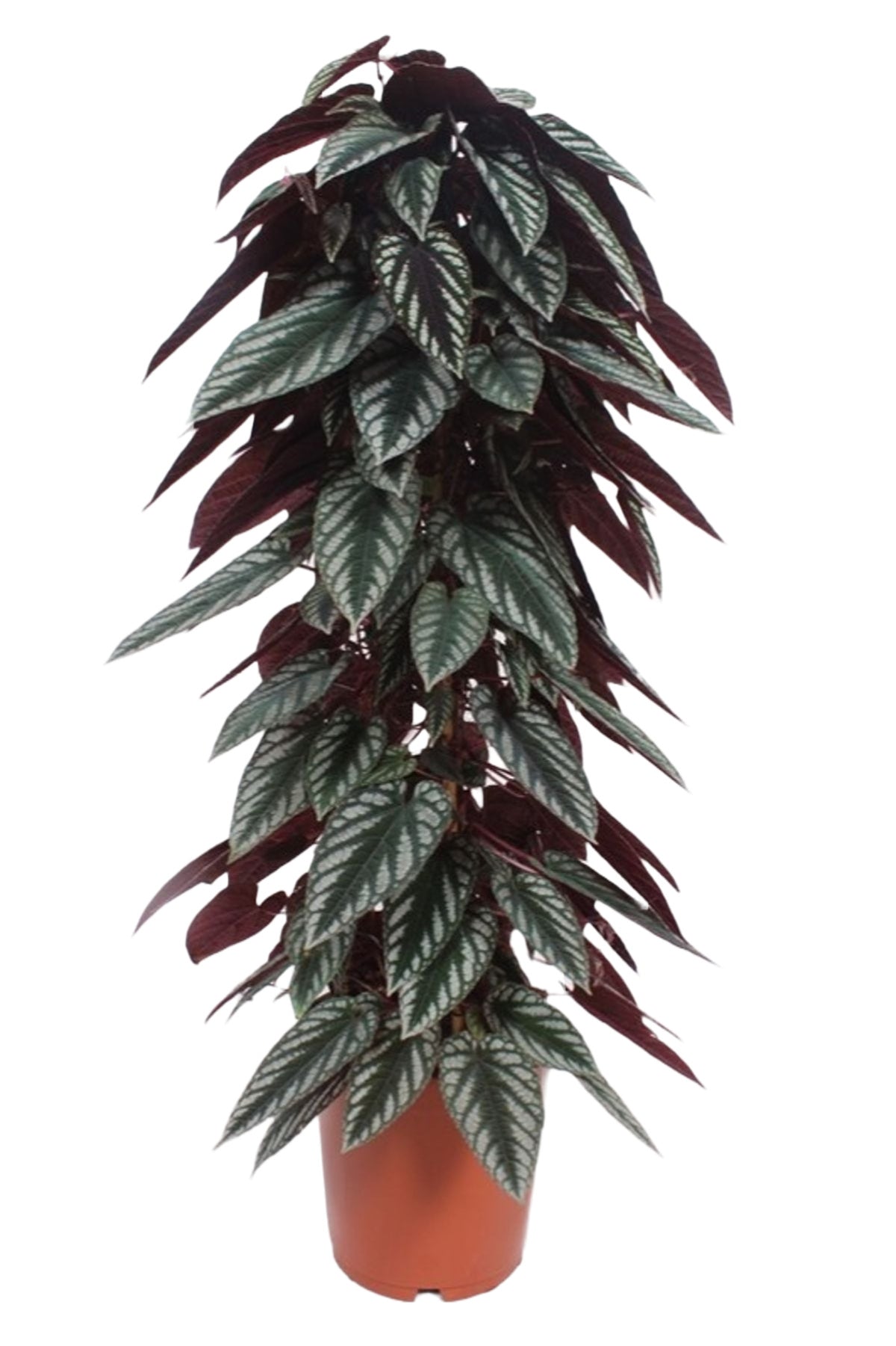 Cissus discolor (piramide)