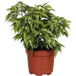 Ficus benjamina Kinky