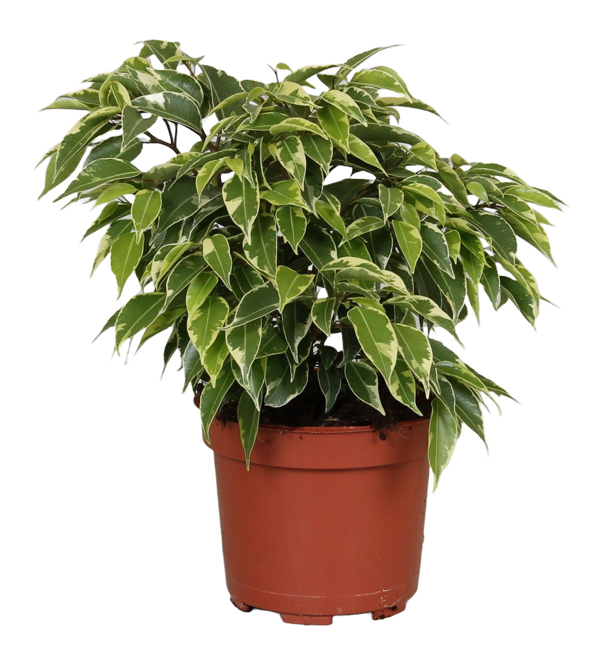 Ficus benjamina Kinky
