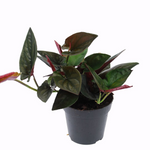 Syngonium erythrophyllum 'Red Arrow'