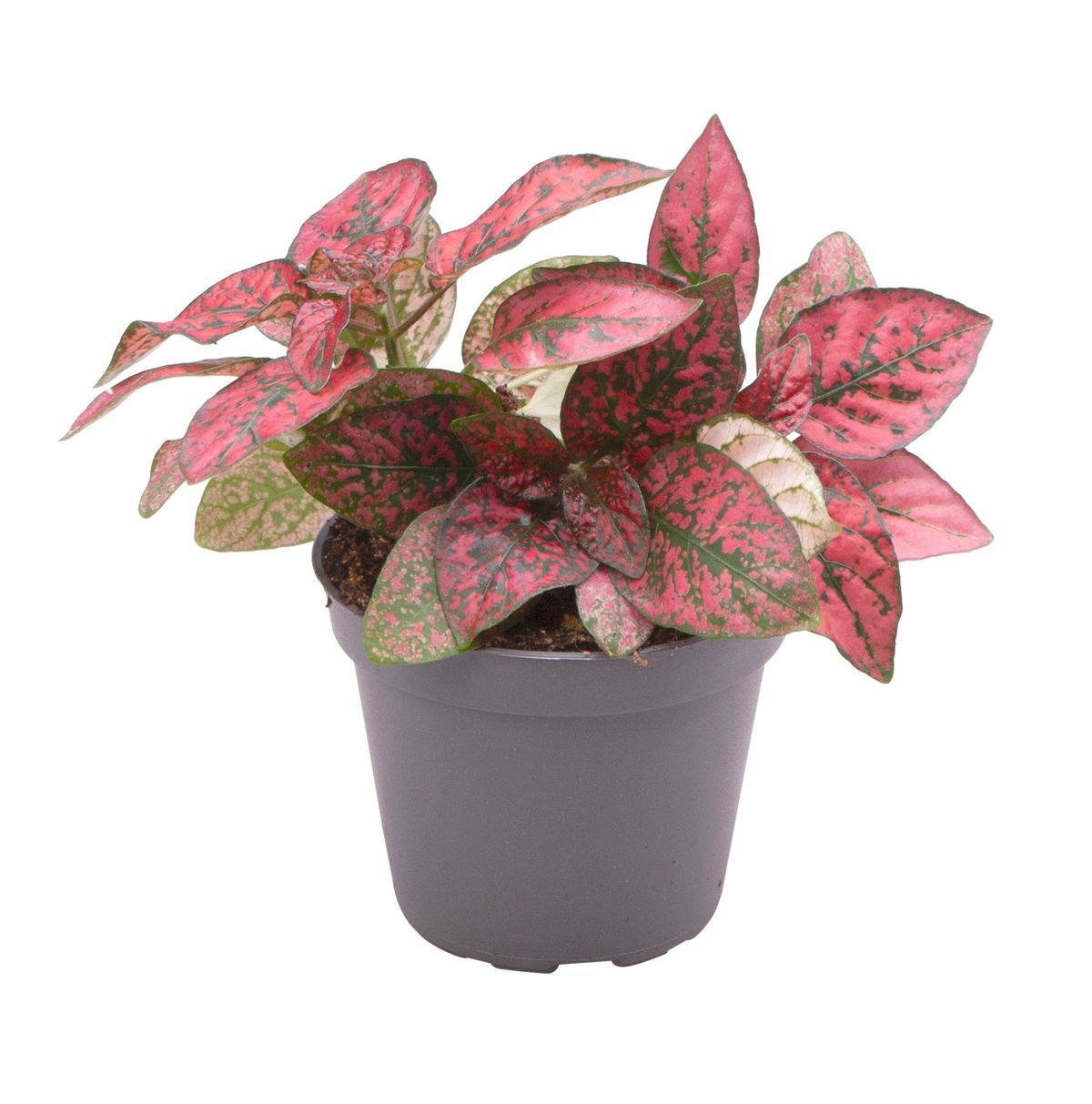 Hypoestes Phyllosachya Red