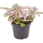 Hypoestes Phyllostachya Pink