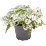 Hypoestes Phyllostachya White