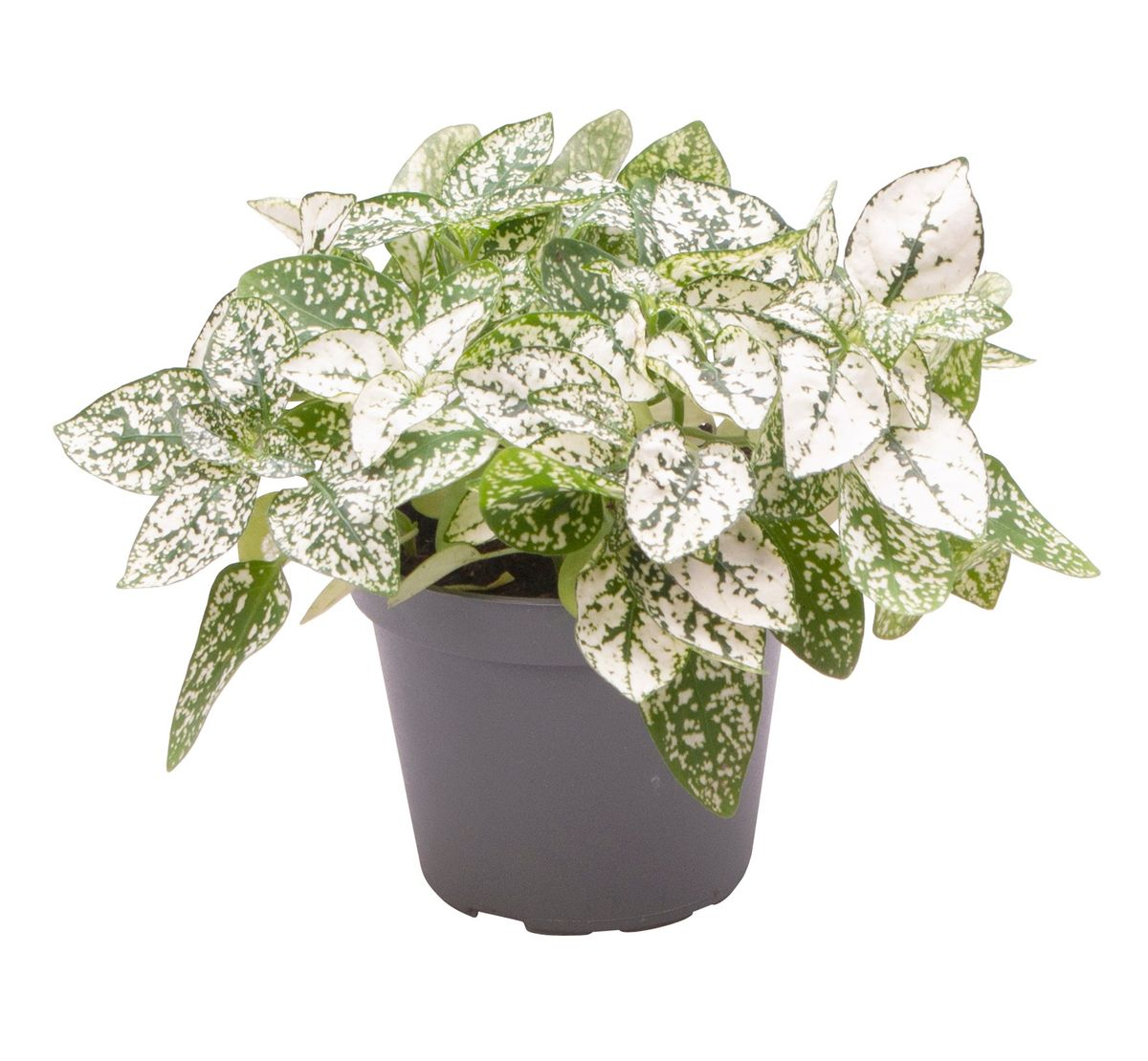 Hypoestes Phyllostachya White