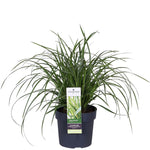 Carex morrowii 'Ice Dance'