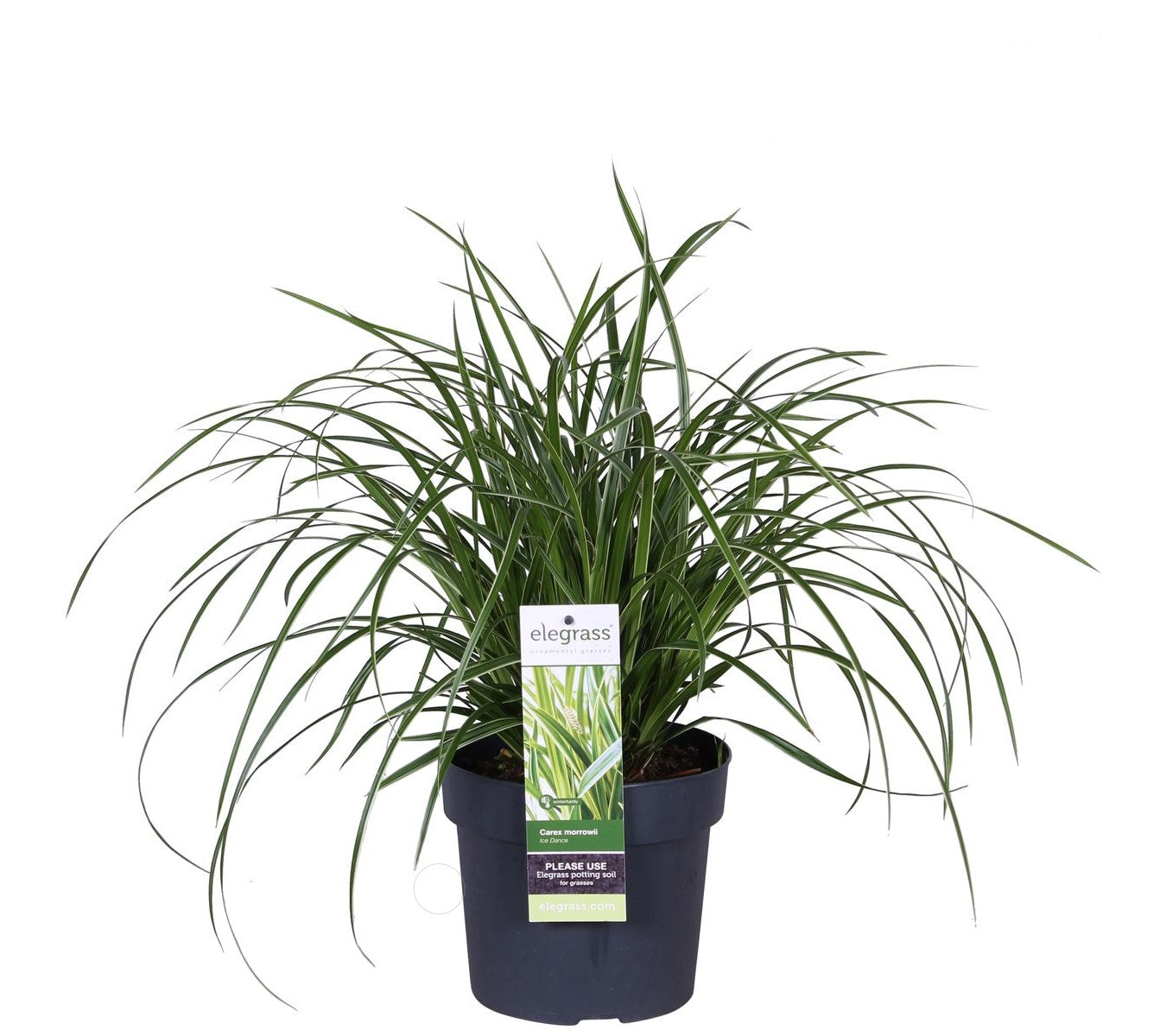 Carex morrowii 'Ice Dance'