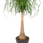 Beaucarnea recurvata (op stam)