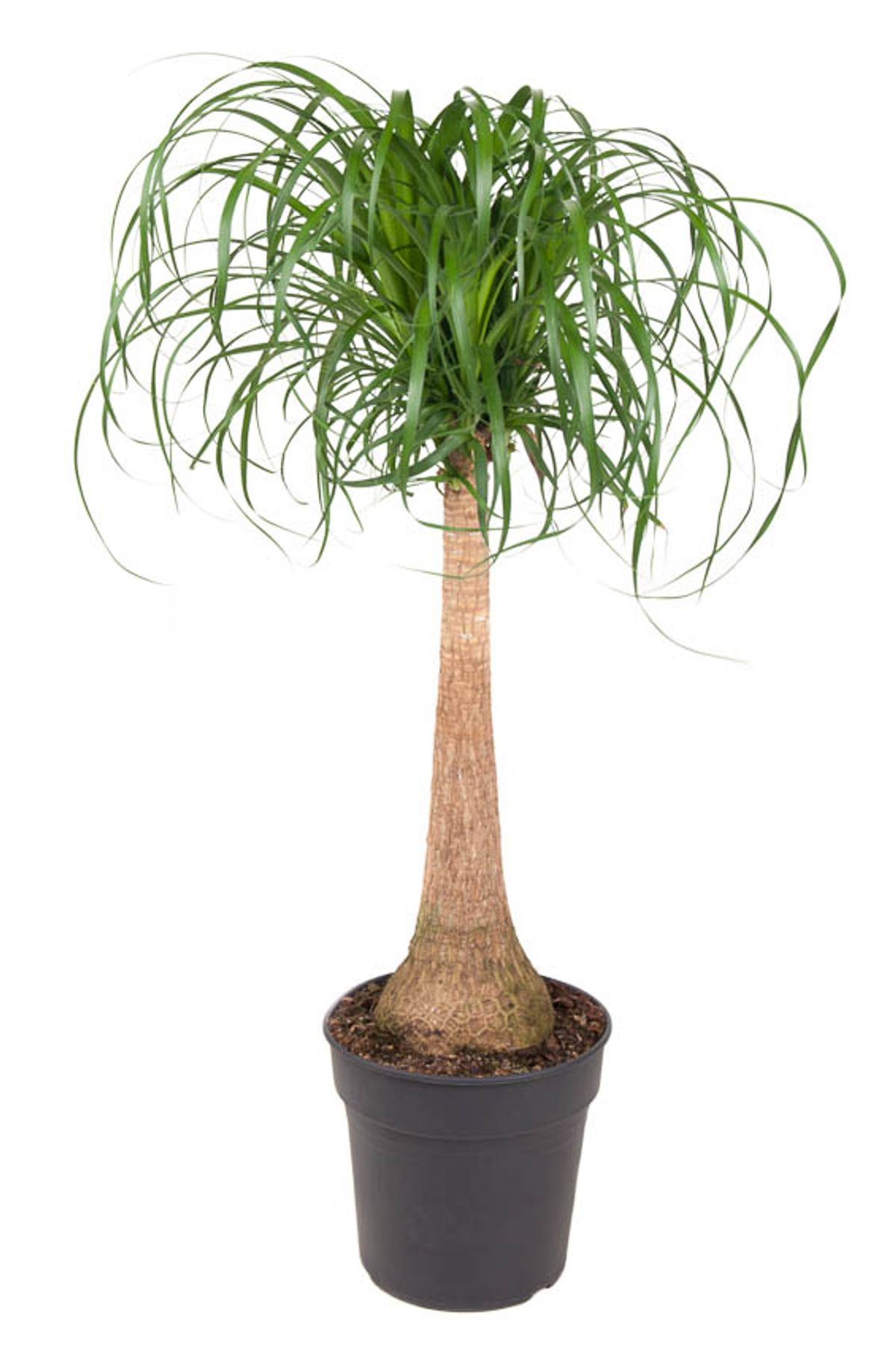 Beaucarnea recurvata (op stam)