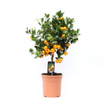 Citrus Calamondin