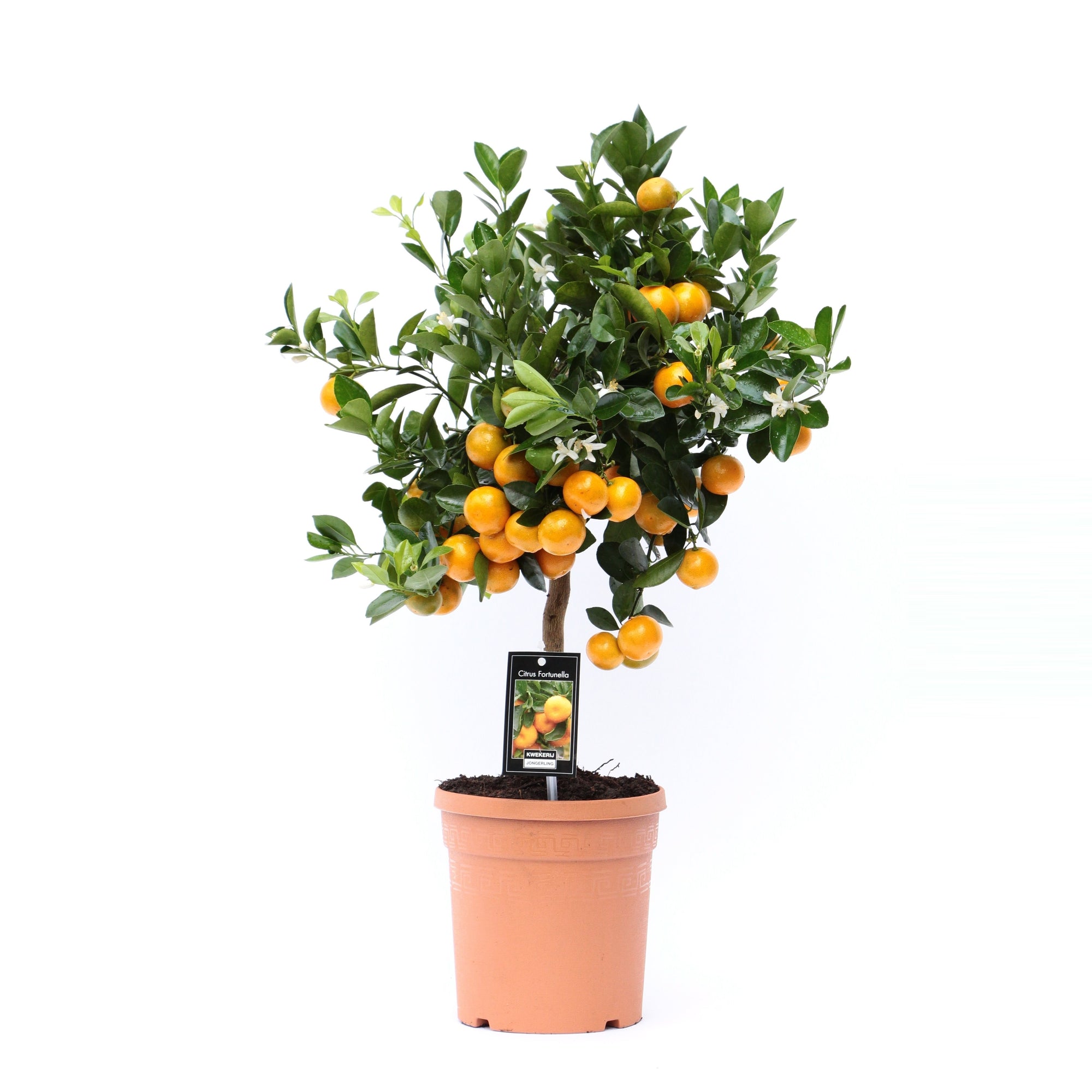 Citrus Calamondin