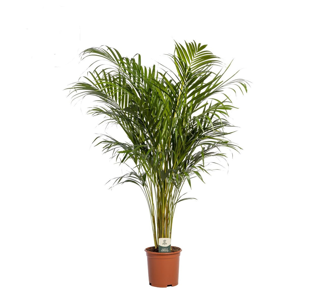 Dypsis lutescens (Areca)