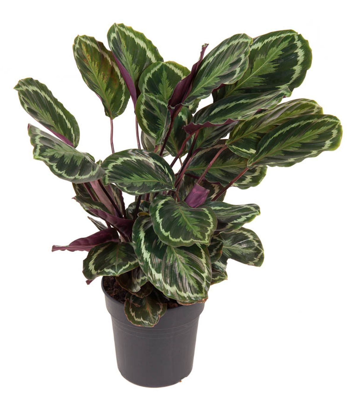 Calathea 'Medallion'