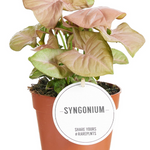Syngonium Neon