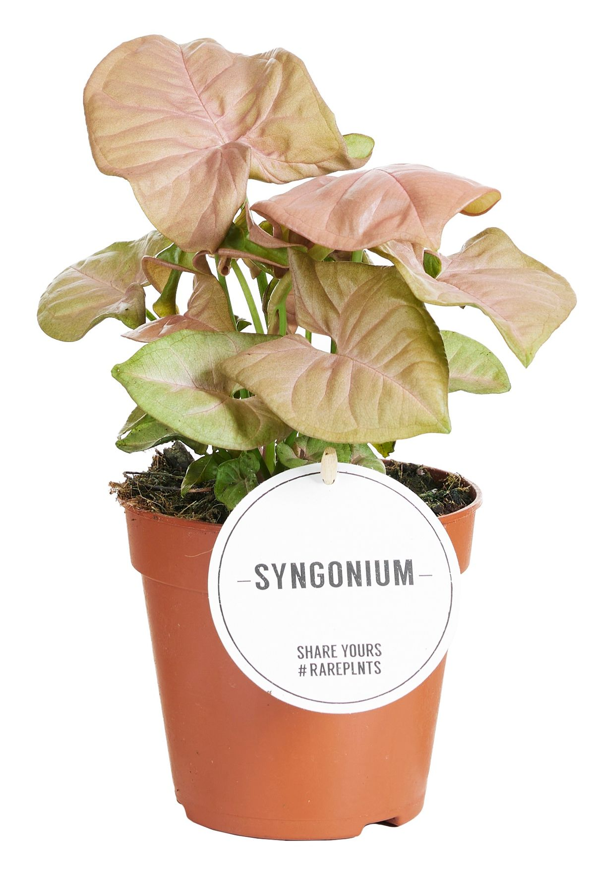 Syngonium Neon