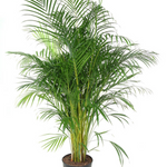 Dypsis Lutescens (Areca)