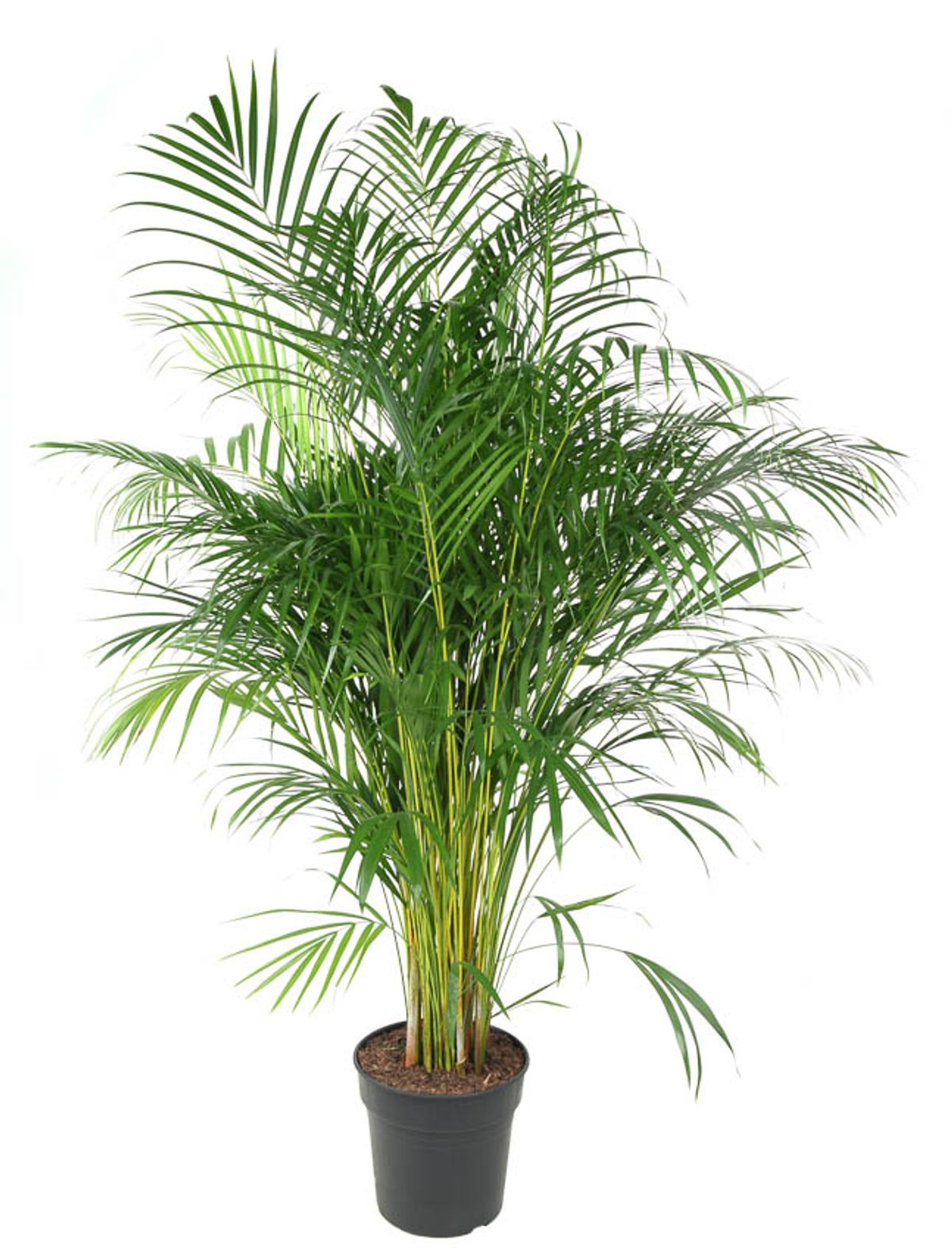 Dypsis Lutescens (Areca)