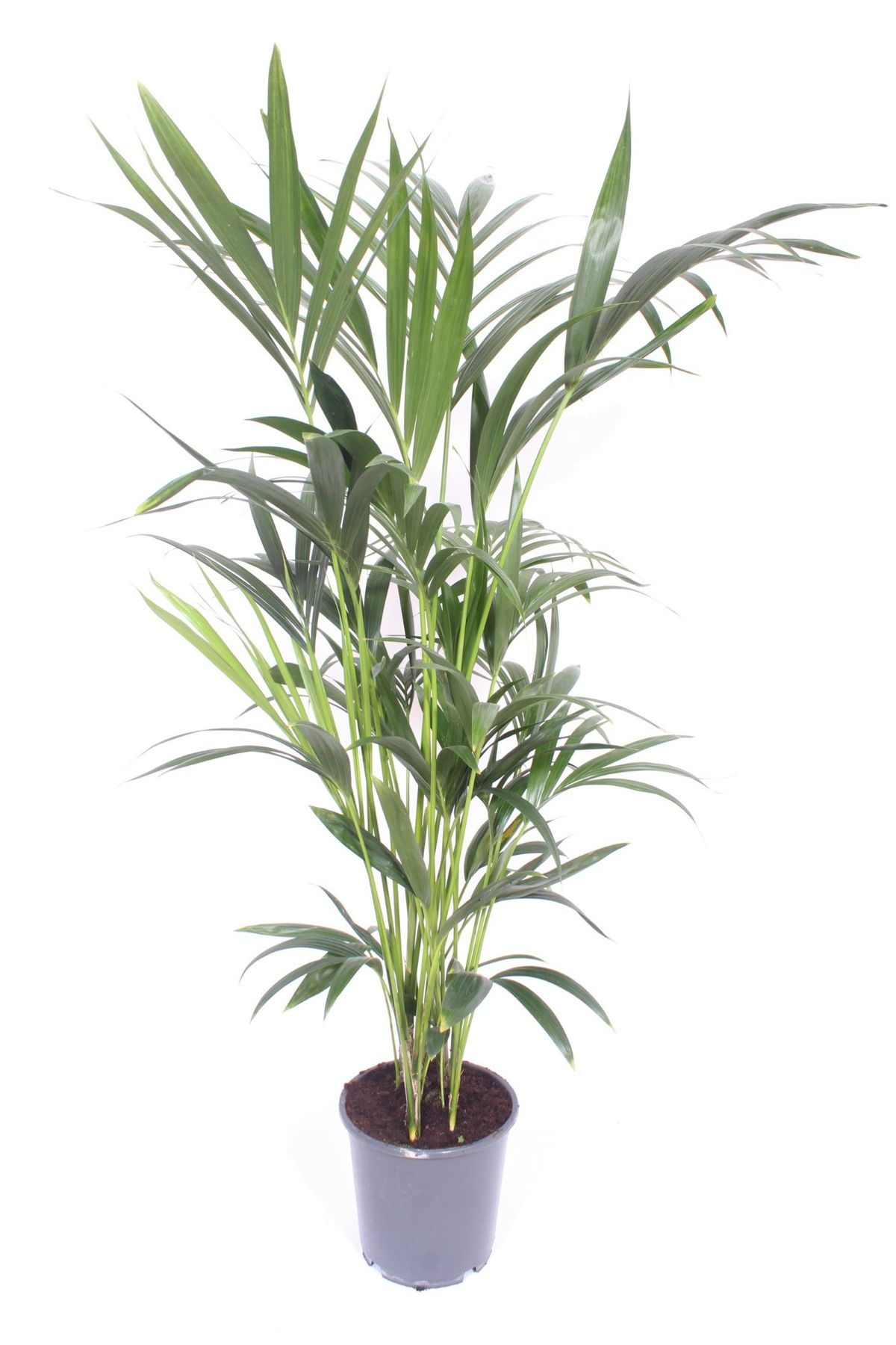 Howea forsteriana (Kentia)