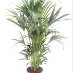 Howea forsteriana (Kentia)