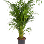 Dypsis Lutescens (Areca)