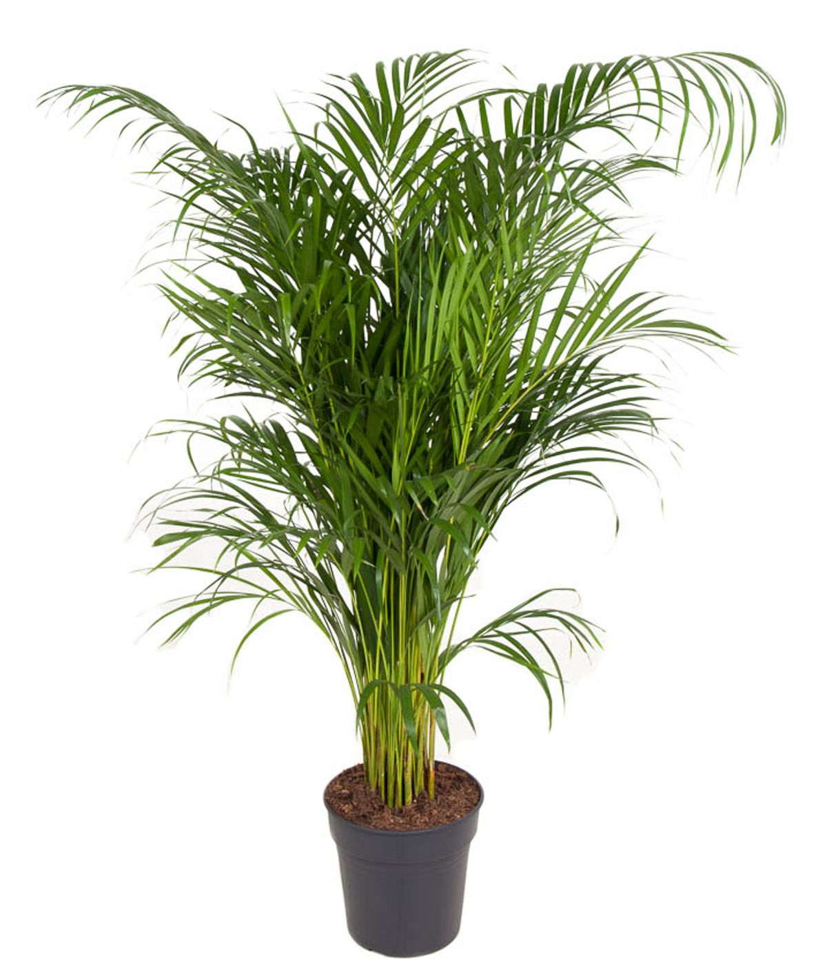 Dypsis Lutescens (Areca)