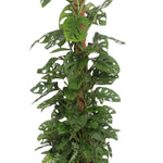 Monstera adansonii Monkey Leaf (mosstok)